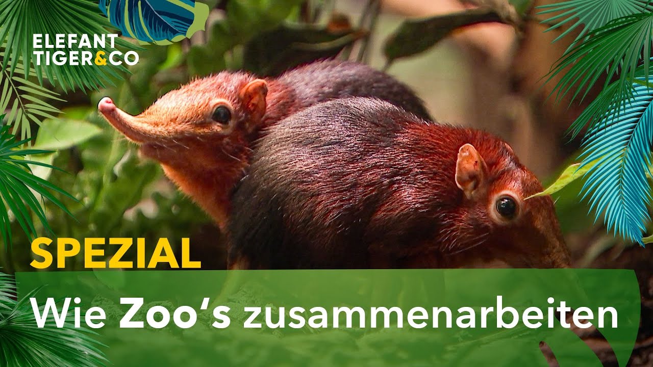 Partnervermittlung für Zootiere - Spezialsendung | Elefant, Tiger & Co. | MDR