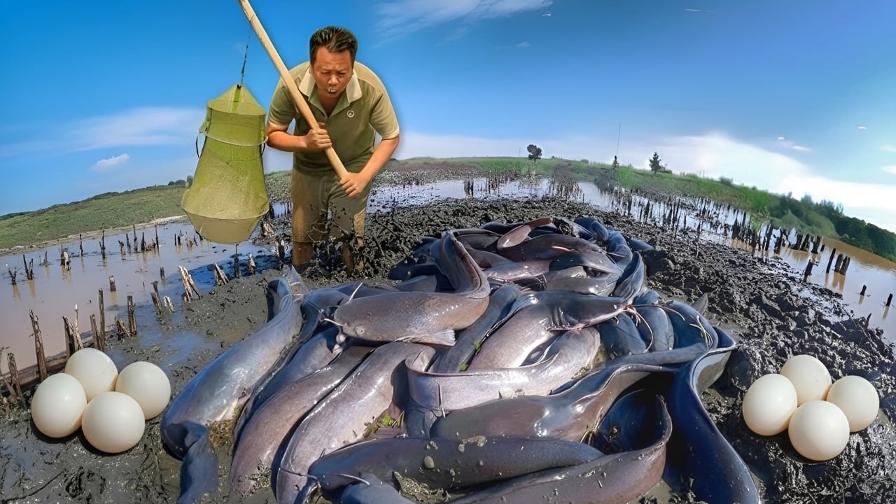 A man so funny find and collect the fish near the pumping water a lot of Fishes in the rice Fish
