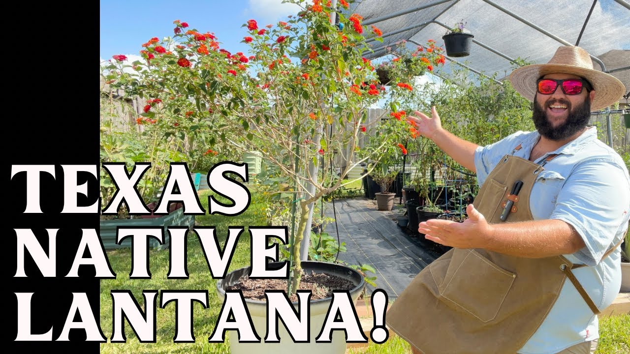The Heat Loving Native Texas Lantana! | The Texas Garden Guy Plant of the Week Ep. 103