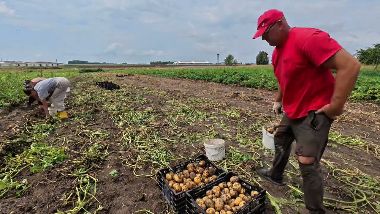 Такую жизнь,мы выбрали сами,в Беларусской деревне!