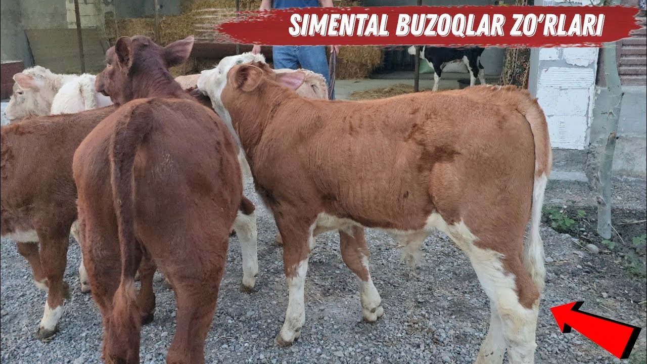 Simental Buzoqlar Sotiladi 100%