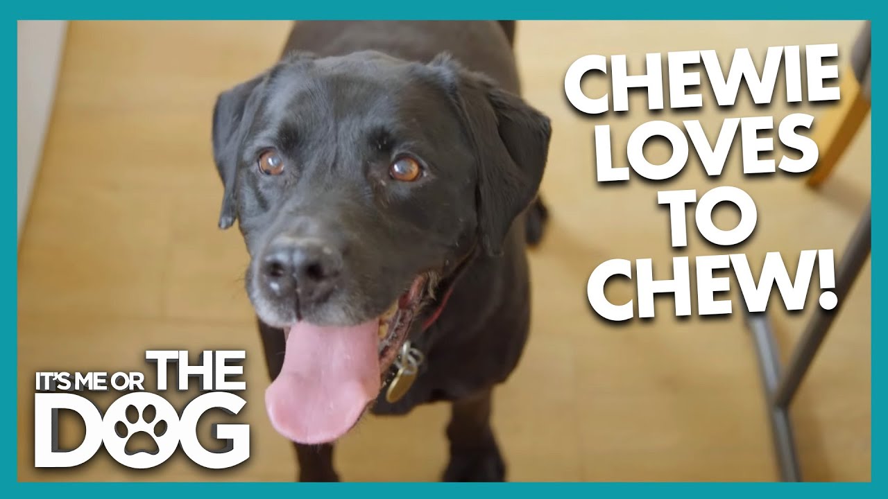 Chewie: The Lonely Senior | Full Episode | It’s Me or The Dog
