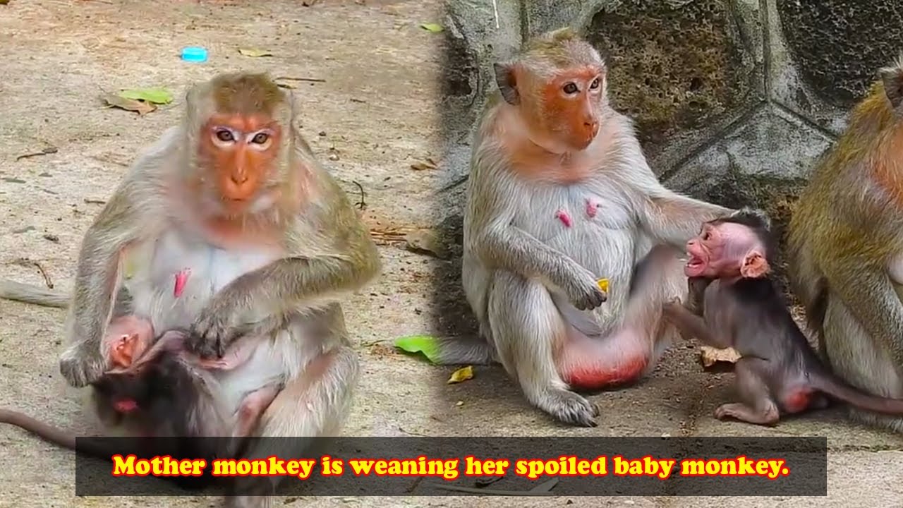 The mother monkey had a hard time weaning her grown baby.