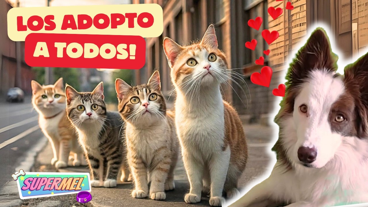 ADOPTO a TODOS los GATOS del JUEGO! 😻 Simulador de adoptar gatos #5