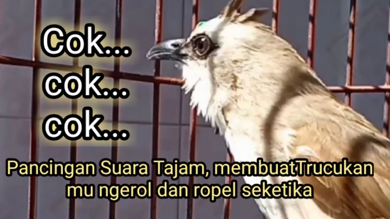 COK...COK...COK... SUARA TAJAM BIKIN TRUCUKAN NYAMBAR DAN NYAUT