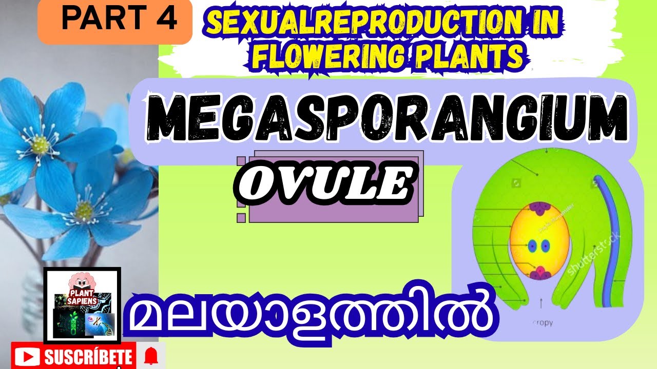 structure of ovule in malayalam | Reproduction in flowering plants|#plantsapiens