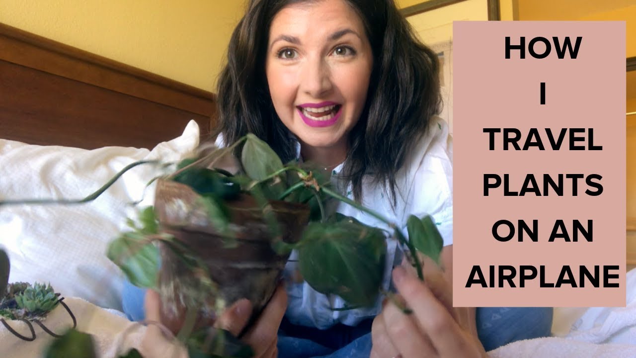 How I Bring Plants on an Airplane!