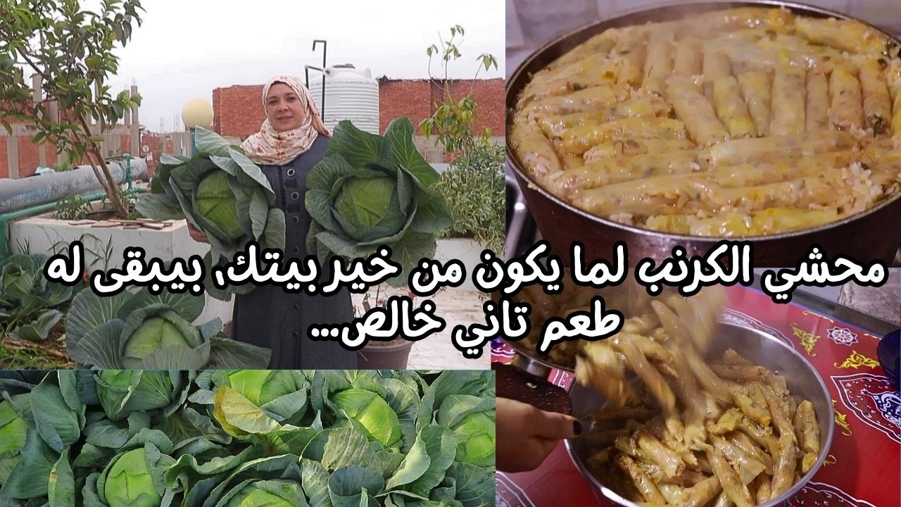 سر الطعم البيتي الأصيل: محشي كرنب من شتلة زرعناها فوق السطح