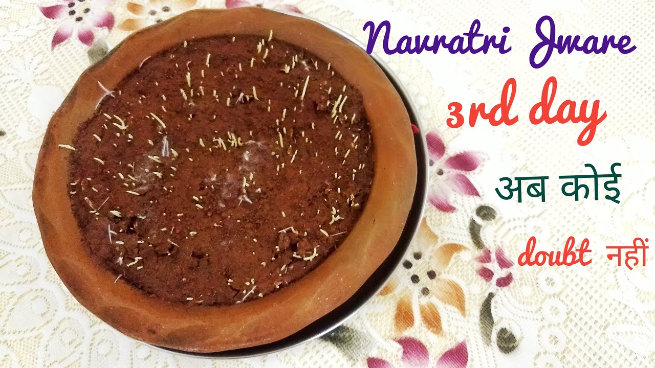 Navratri Jware | क्या आपके ज्वारे 3rd डे ऐसे होते हैं |  ज्वारों की सही ग्रोथ | Navratri Puja/Pooja