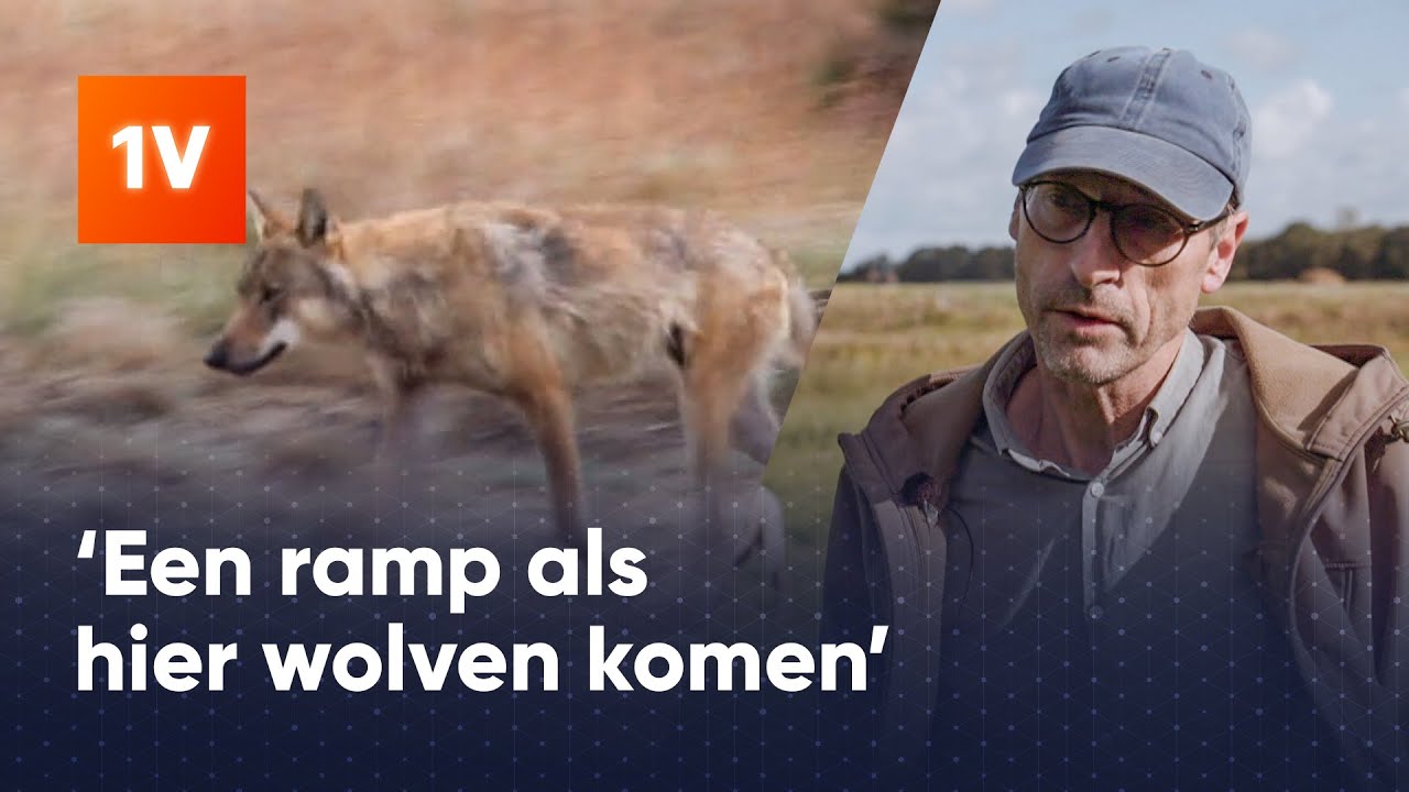 Hoe moeten we omgaan met wolven in Nederland?