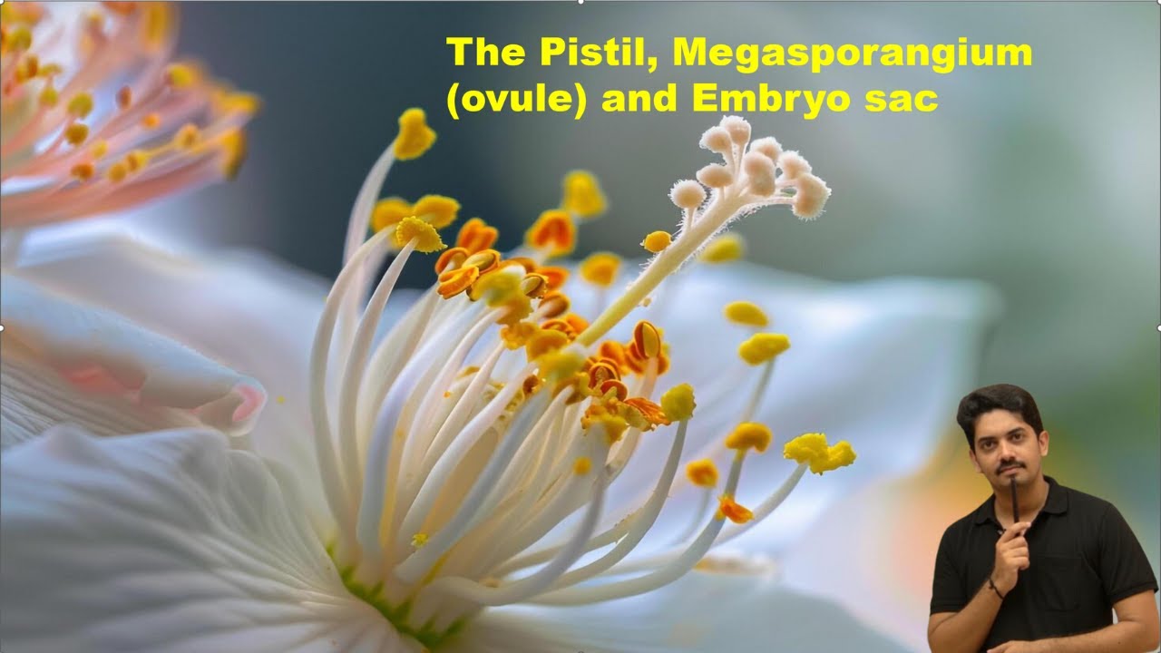 SEXUAL REPRODUCTION IN FLOWERING PLANTS The Pistil, Megasporangium (ovule) and Embryo sac 2026