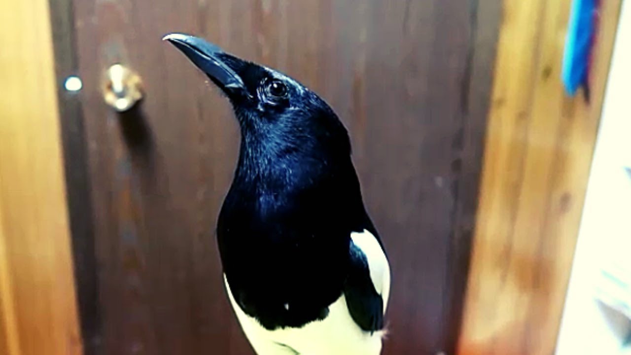 Talking magpie Chats in my Office