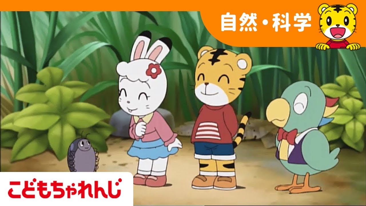 ふしぎはっけん　だいぼうけん（だんごむしのふしぎ） 【しまじろうチャンネル公式】