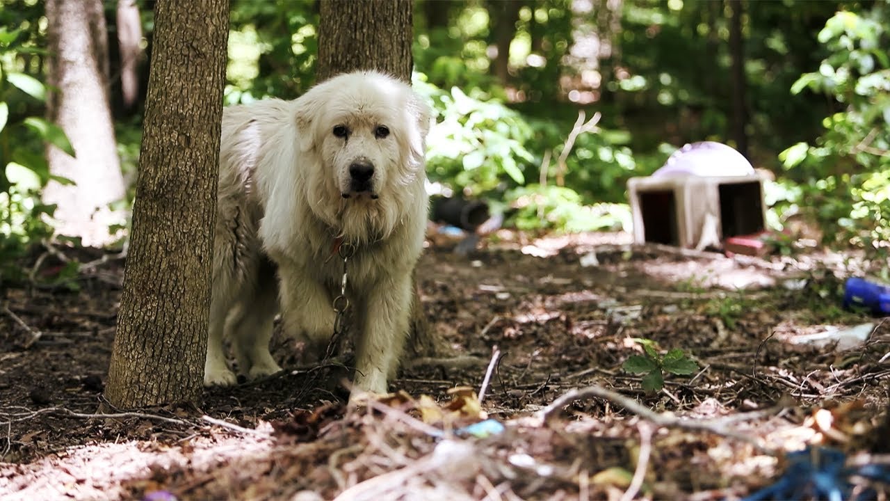 Operation Mayday Overview : Animal Rescue Corps