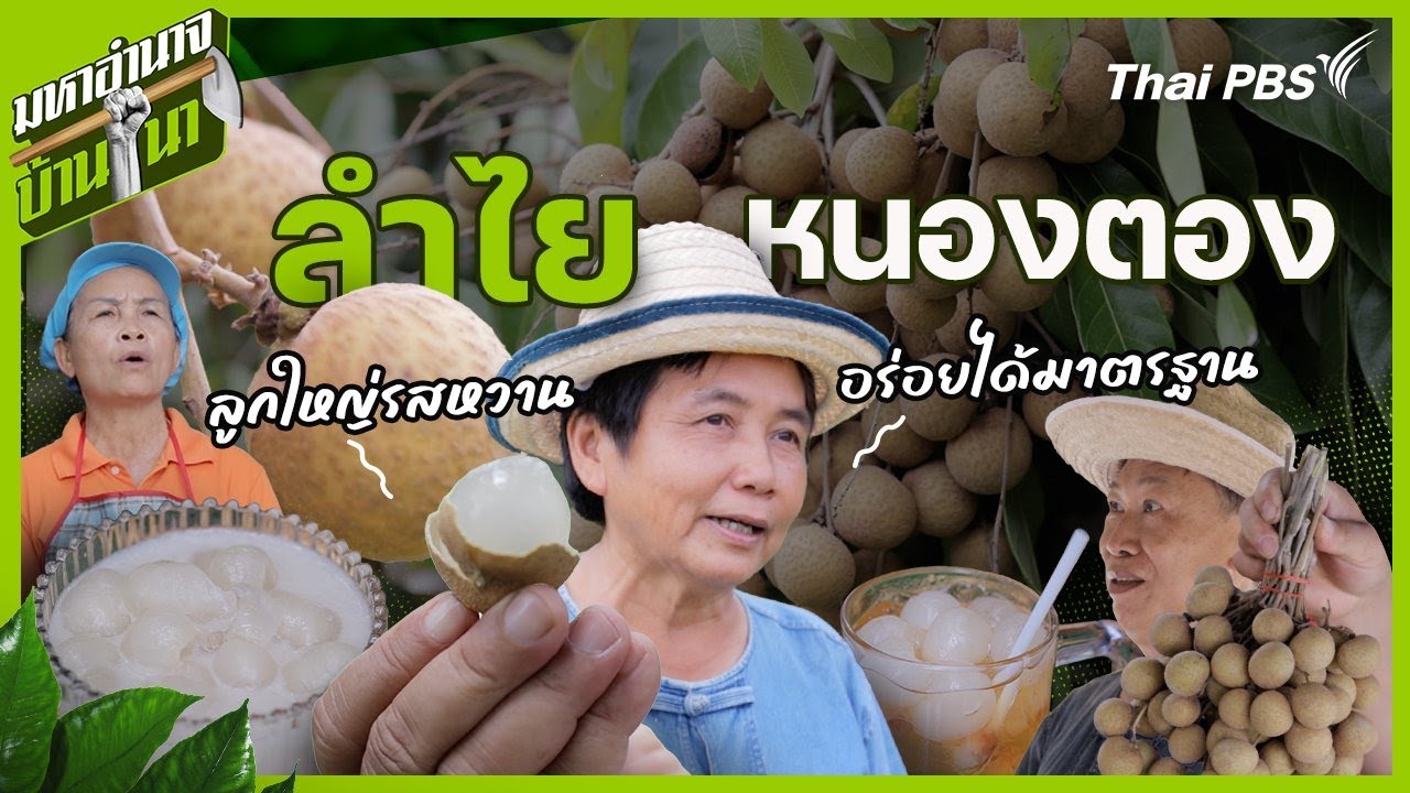 ลำไยหนองตอง ลูกใหญ่รสหวาน อร่อยได้มาตรฐาน | มหาอำนาจบ้านนา