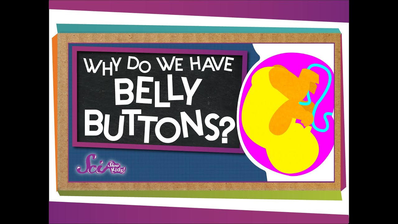 Why Do We Have Belly Buttons?