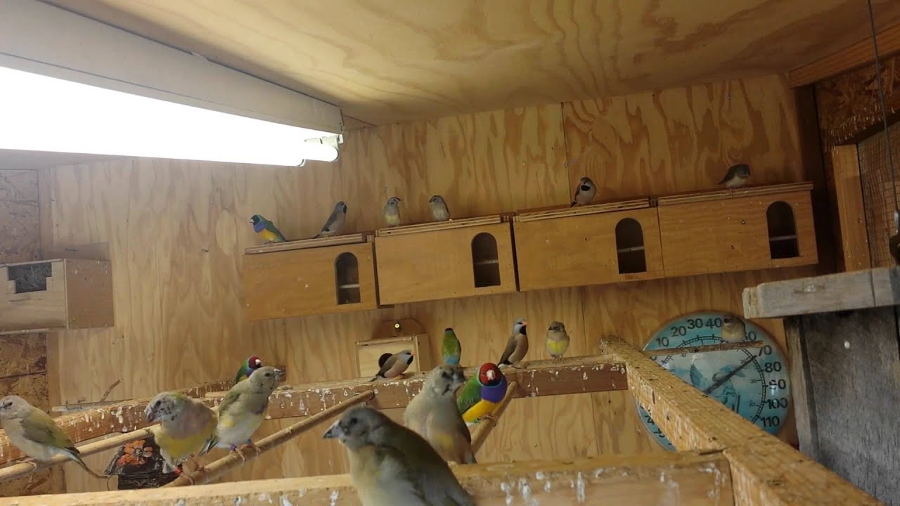 My gouldian finches