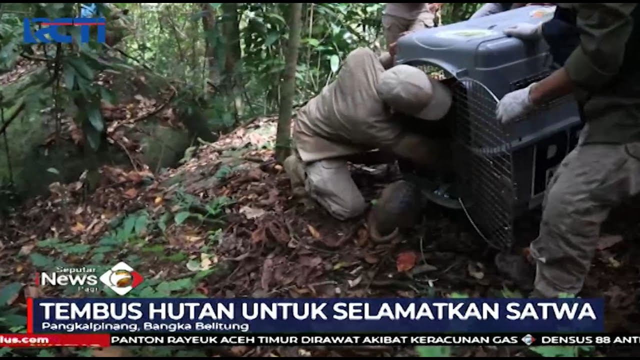 BKSDA Sumatra Selatan Lepasliarkan 6 Satwa Dilindungi - SIP 10/04