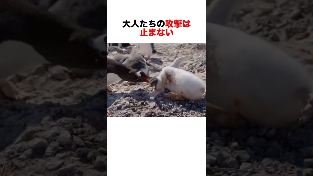 ペンギンの縄張り争いは怖いものでした。