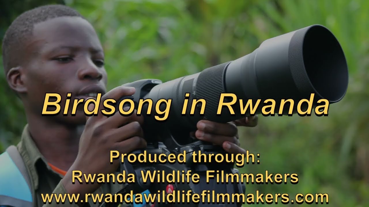 Birdsong in Rwanda