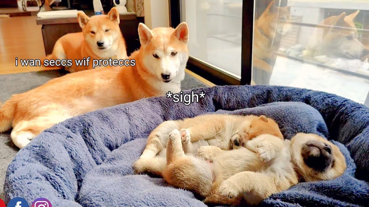 Shiro Spilling Out the Beans 👀 And That's 1 Awesome Famblee Portrait!