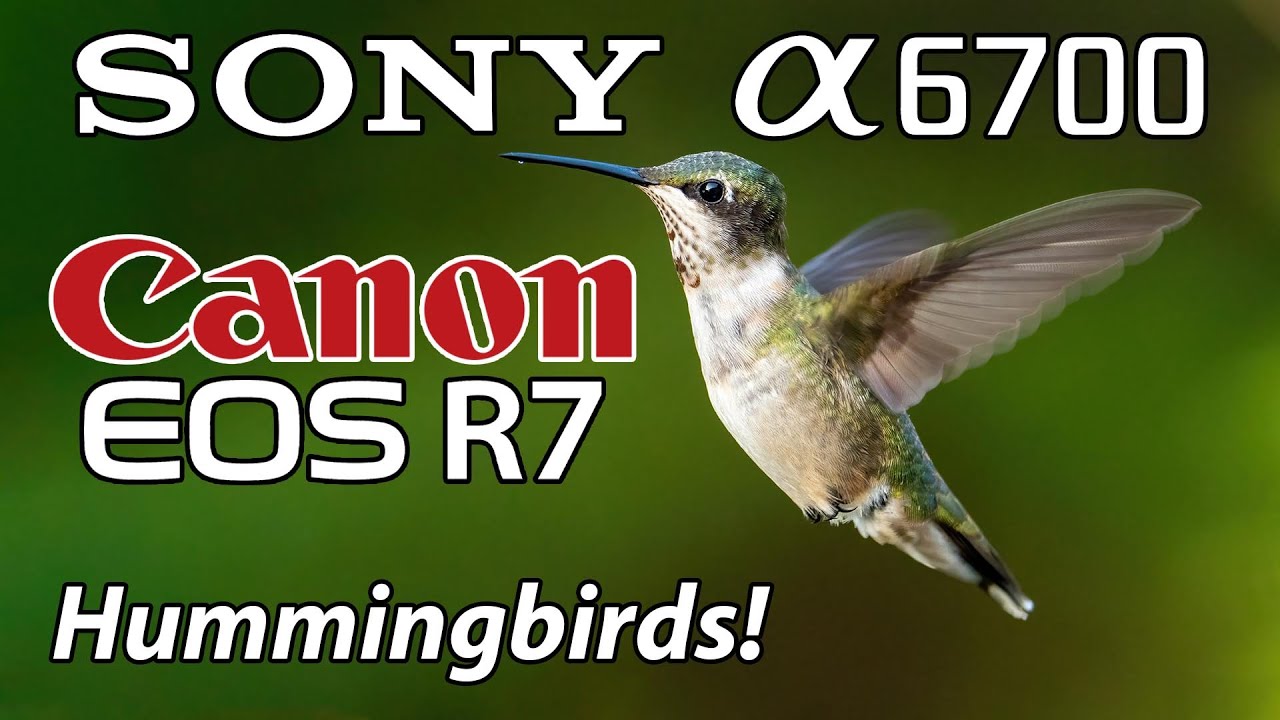 Фотоаппараты Sony a6700 и Canon R7 для съемки колибри и не только! Телеобъективы FE 200-600 RF 10...