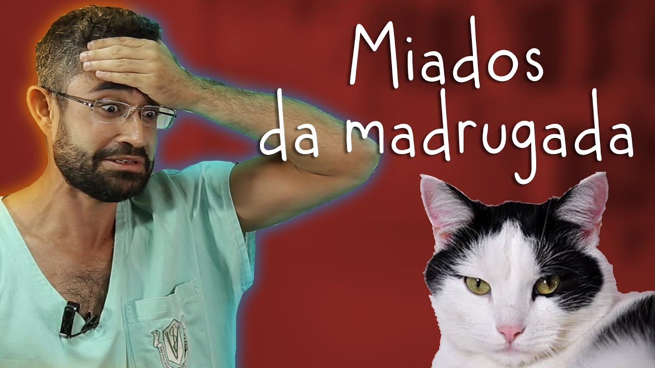 Tudo sobre o CIO das GATAS | Dica Veterinária #54