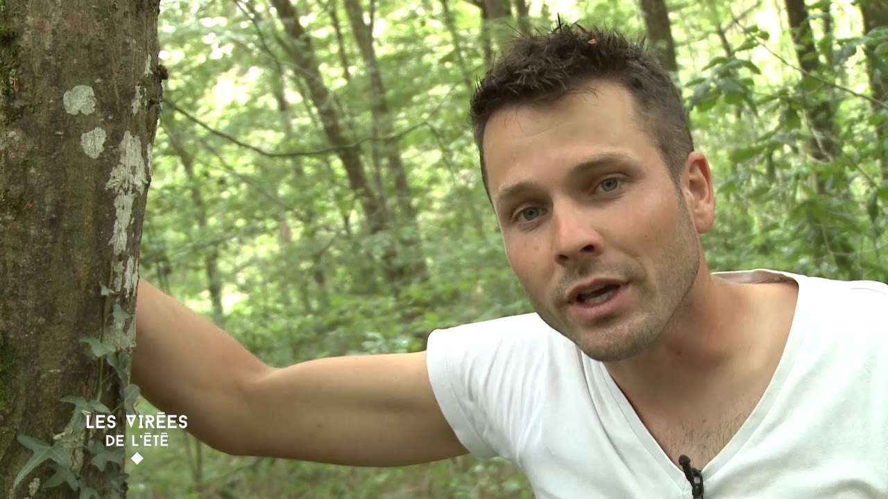 Plantes comestibles sauvages : les noisettes de terre