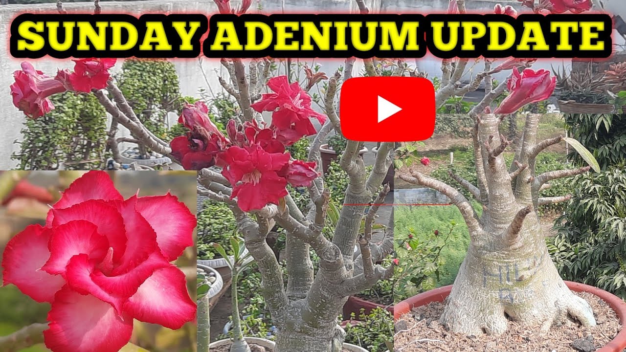 LAST JANUARY SUNDAY ADENIUM UPDATE || SUNDAY ADENIUM OVERVIEW || SUNDAY UPDATE 