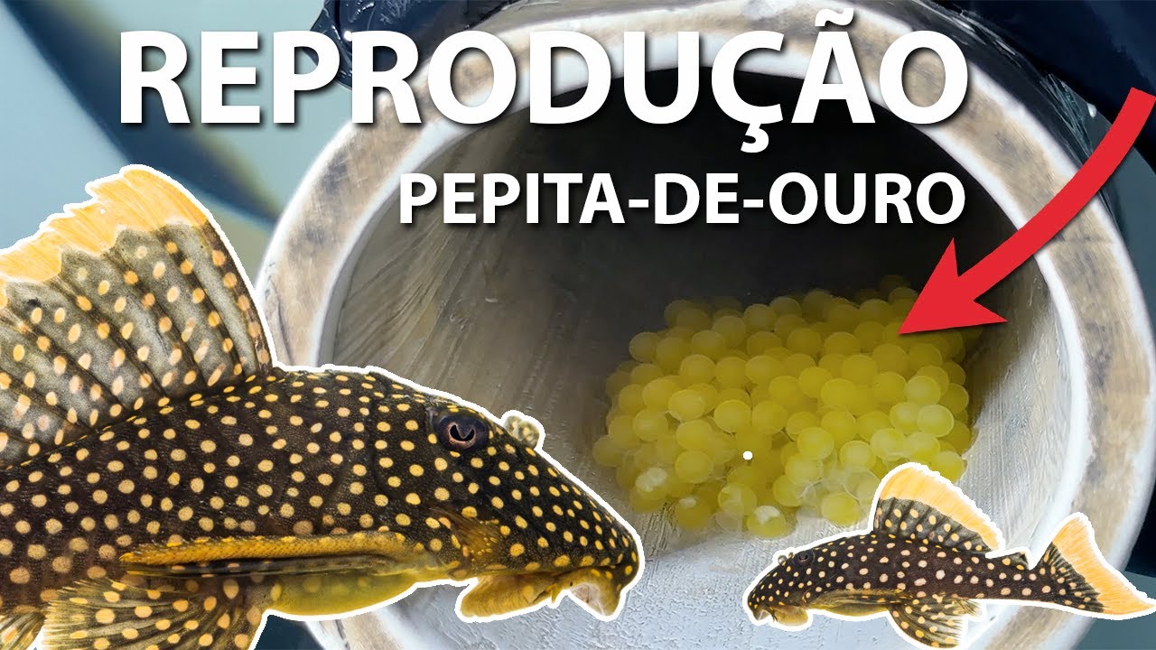 REPRODUÇÃO INÉDITA do CASCUDO PEPITA-DE-OURO (Baryancistrus xanthellus) em AQUÁRIO!