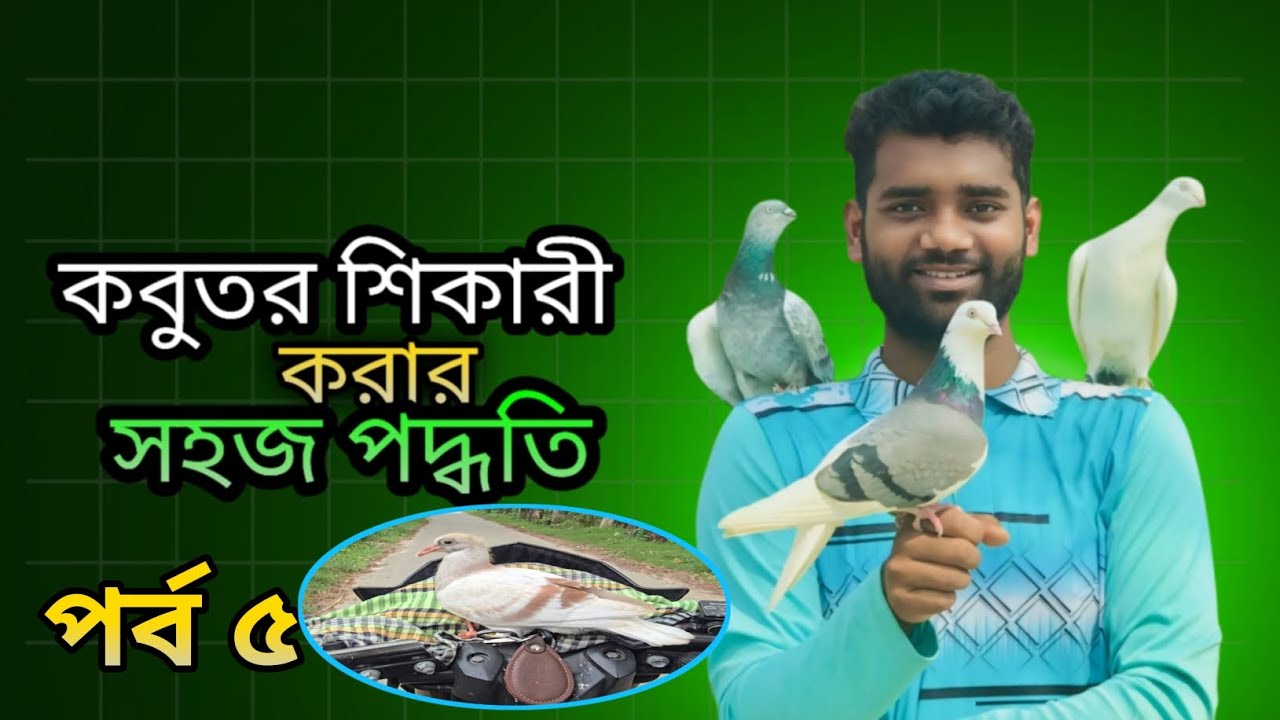 শিকারি করার জন্য কবুতরকে কিভাবে বাইকে কিভাবে ট্রেনিং দিবে