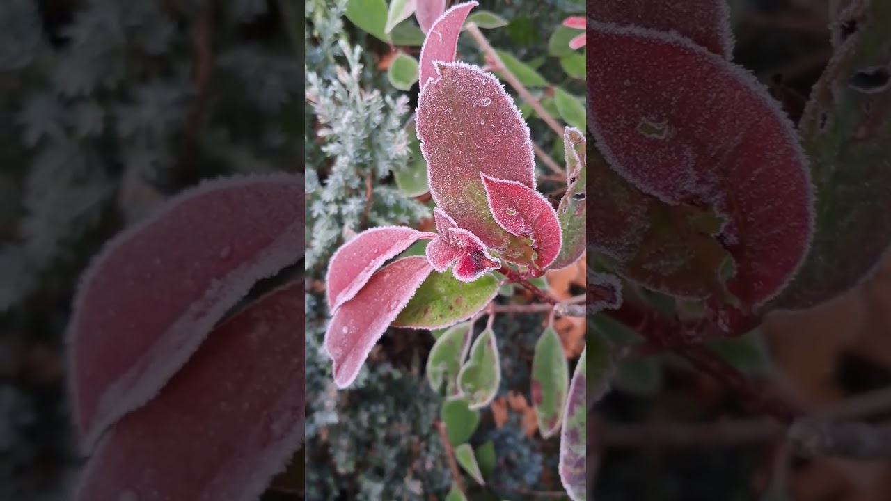 Plants for Winter - Frosty Red Robin plant. #frost #plant #garden #shorts