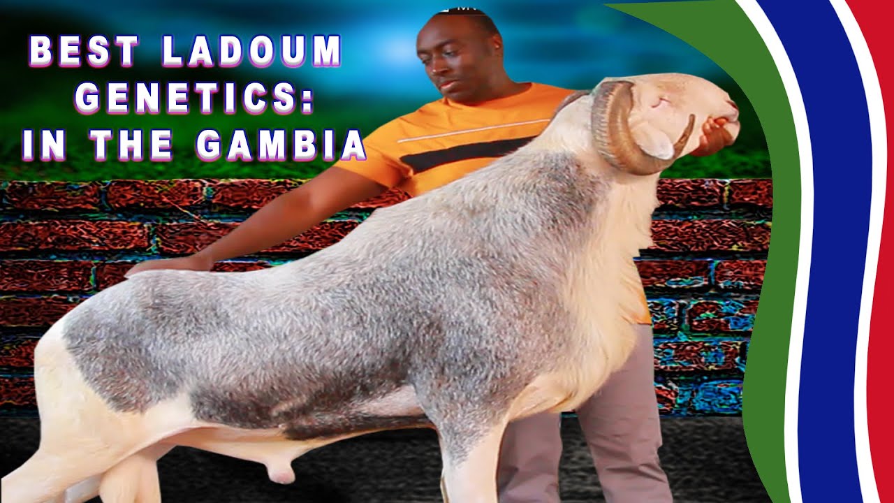 The man with the best exotic sheeps in the Gambia