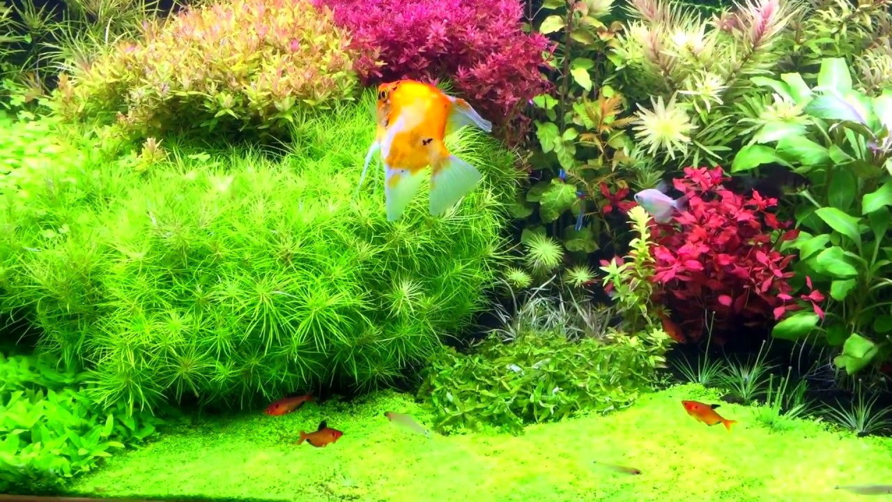 Aquarium 300 L Dutch style