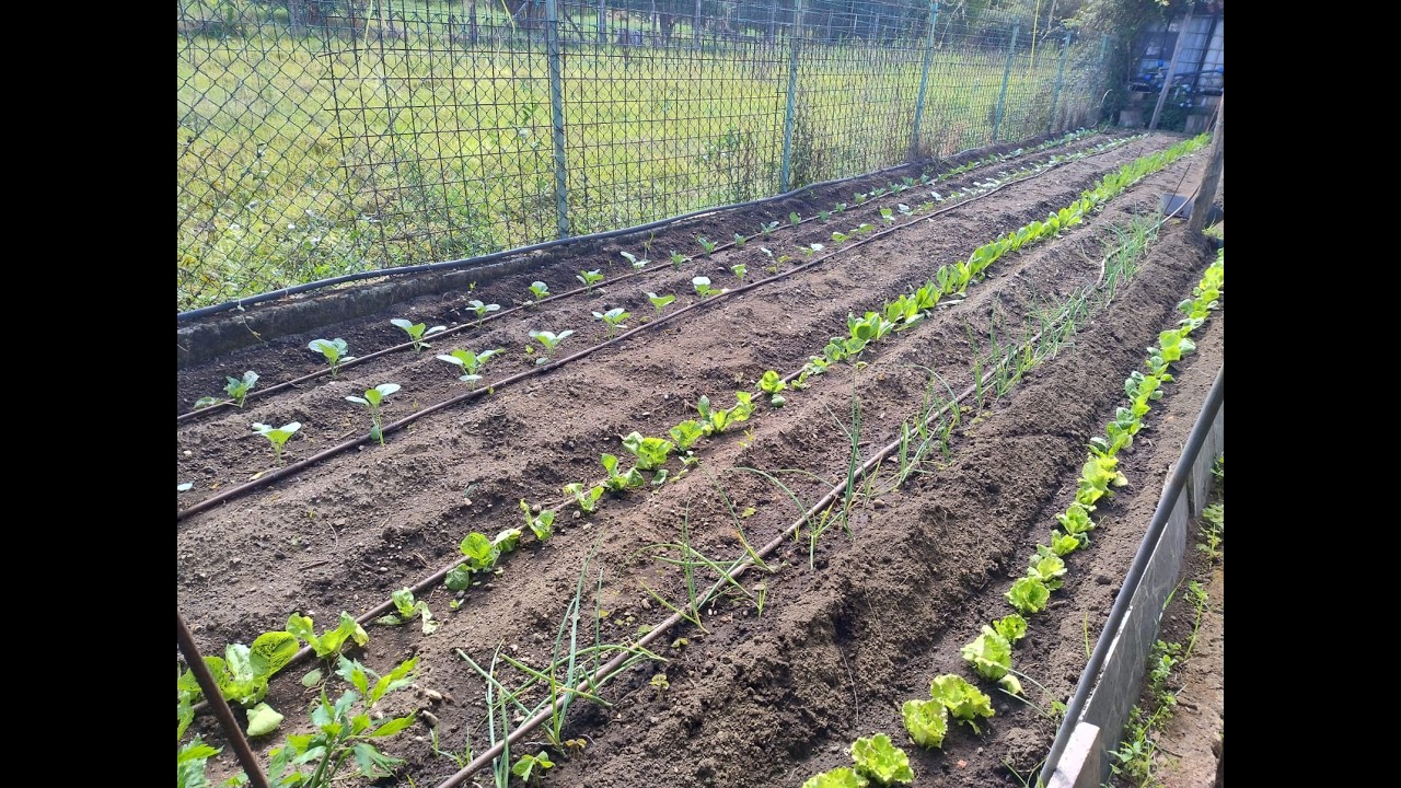 🚨 Se NON fai questi lavori a FEBBRAIO l’ORTO ne risentirà! 🌱 Guida Completa