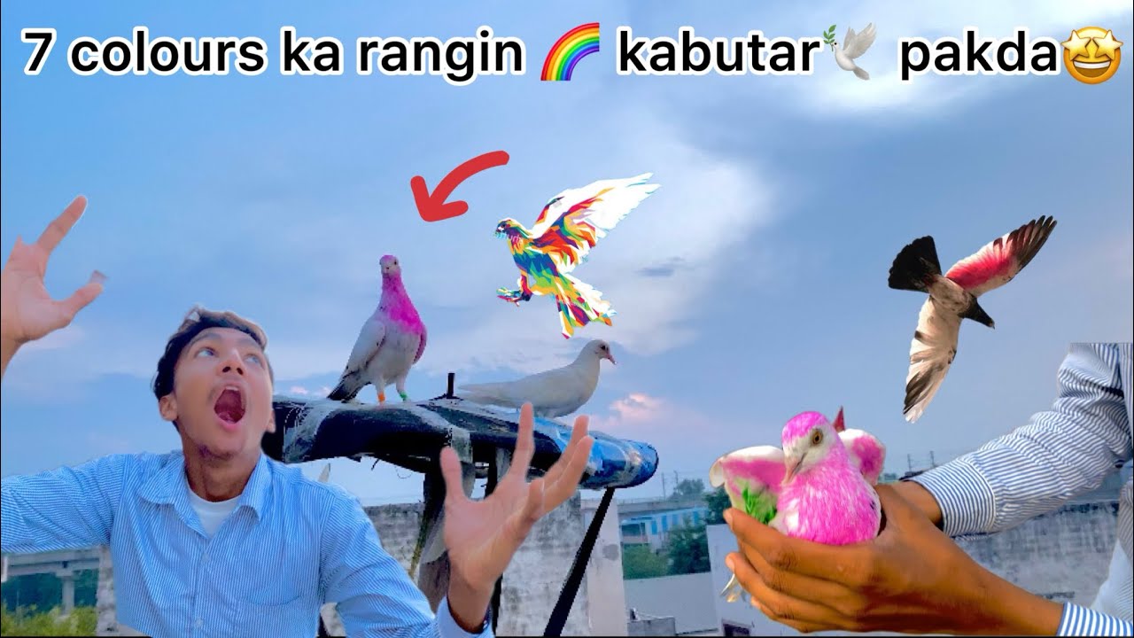 7 colours ka rangin 🌈 kabutar 🕊️pakda🤩 !! Try to catch colour full pigeons 🕊️🤩