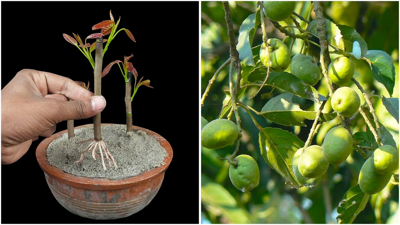 Try this easy method of growing olive plant at home |  Step-by-step tutorial