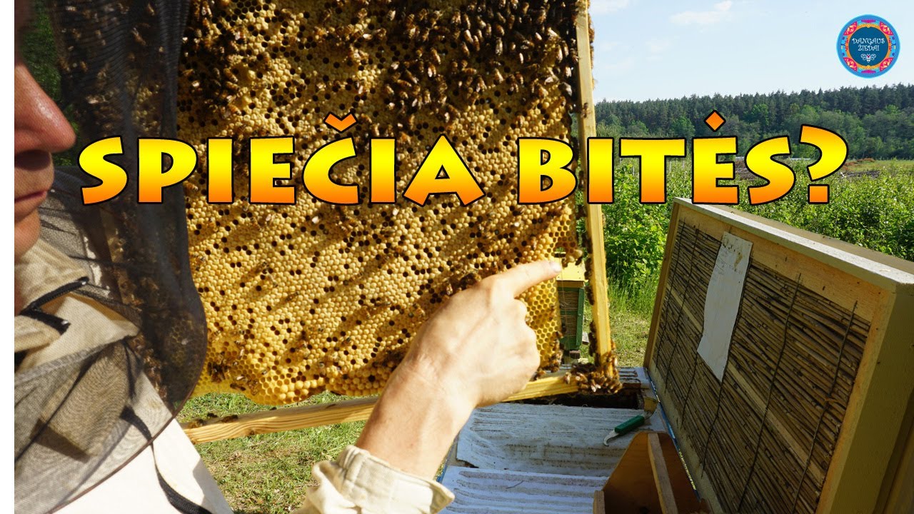 Spiečia bitės. Ką daryti?