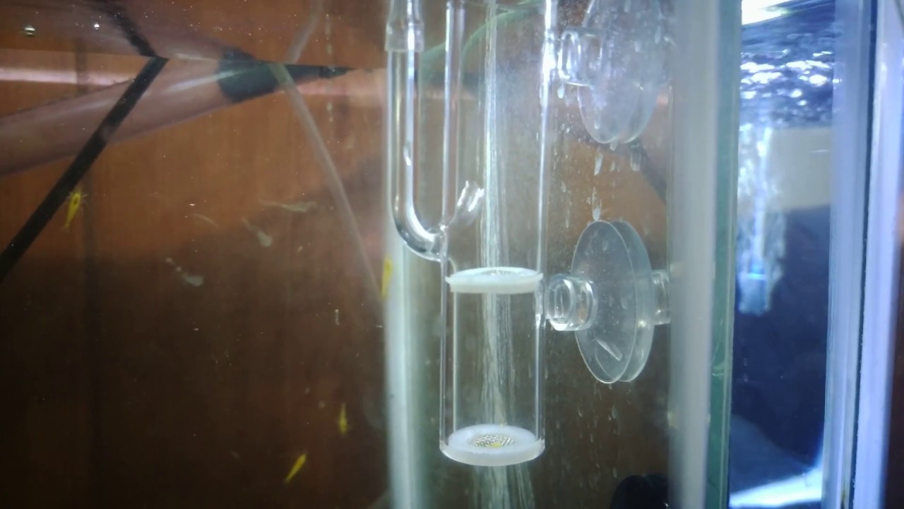 Glass Shrimp Egg Tumbler Review