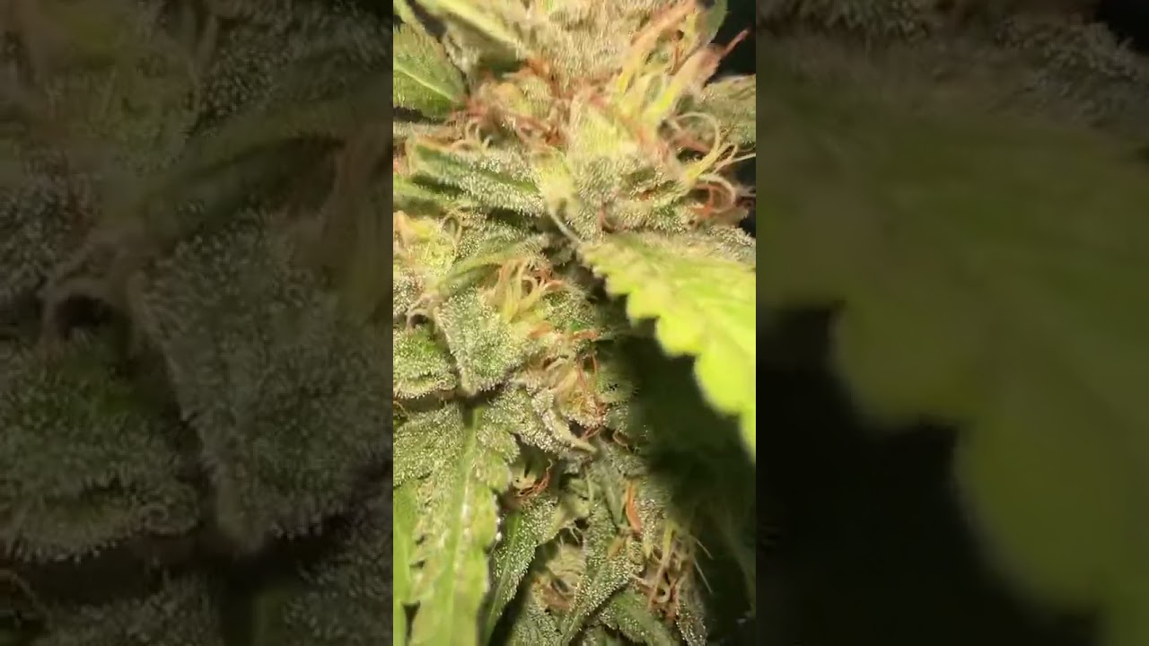 Update on our Lemon Skunk in Our OK Farm.  #legalhemp