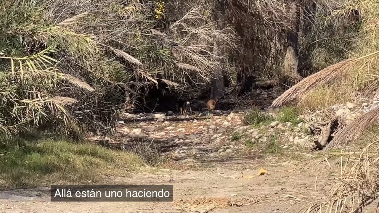 No sé si están abandonados ! Que ha pasado con los perritos de aquí ? 