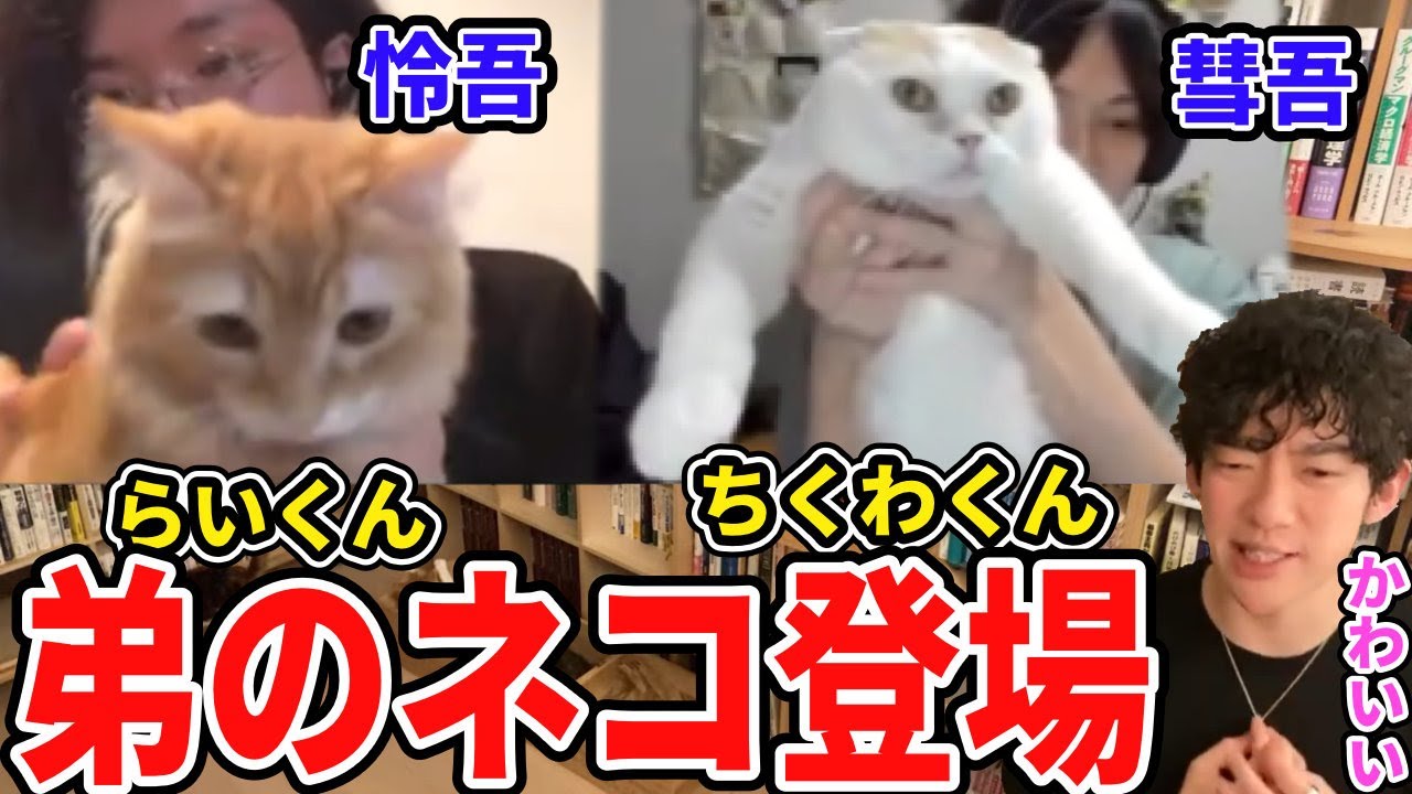 【DaiGo】松丸兄弟のネコたち登場シーンまとめ【松丸彗吾/松丸怜吾/ライくん/チクワくん/ぬこさん/子猫/保護猫/名前/メンタリストDaiGo切り抜き】