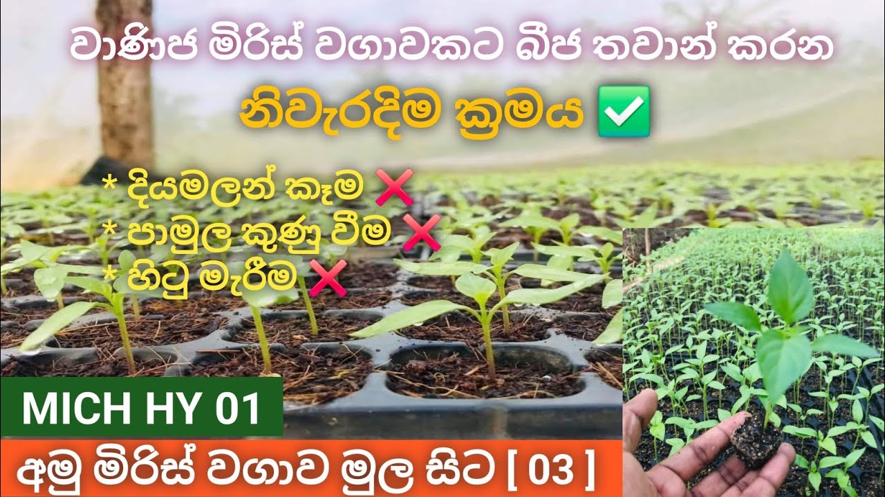 අමු මිරිස් වගාව මුල සිට [03] | බීජ තවාන් කිරීම |MICH HY 01 අමු මිරිස් වගාව #farming #agriculture