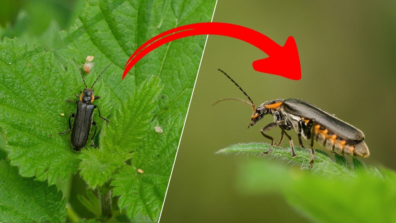 Macro Photography Backgrounds: One Small Shift, Completely Different Photo | Peter Dam