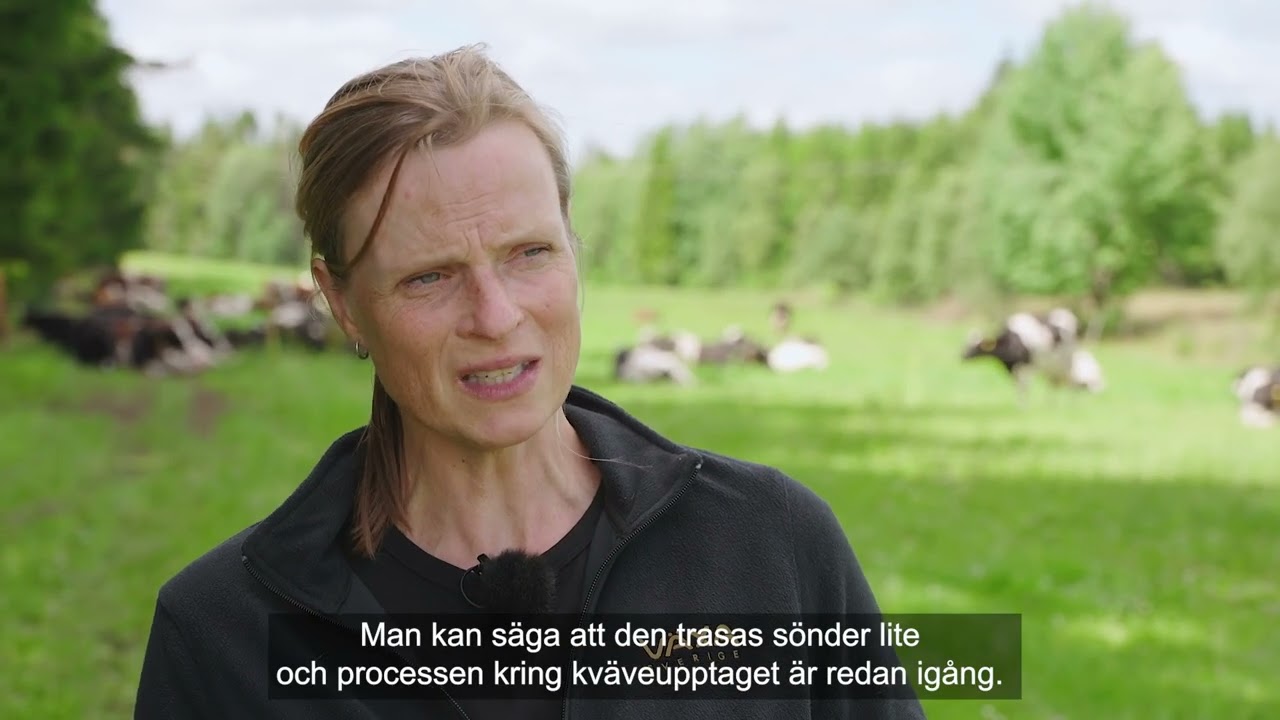 Familjen Samuelsson på Kalset mjölk - Tillsammans för sjöar och hav