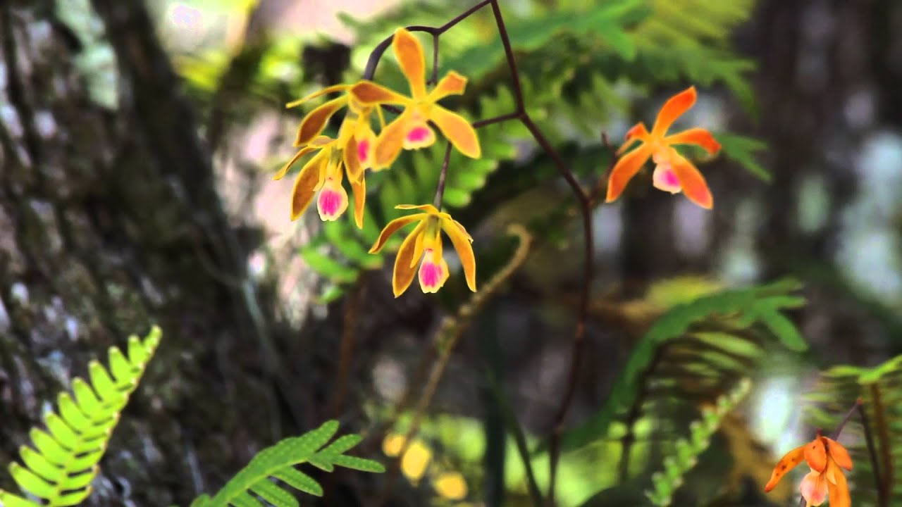 Florida Butterfly Orchids Blooming in Central Florida