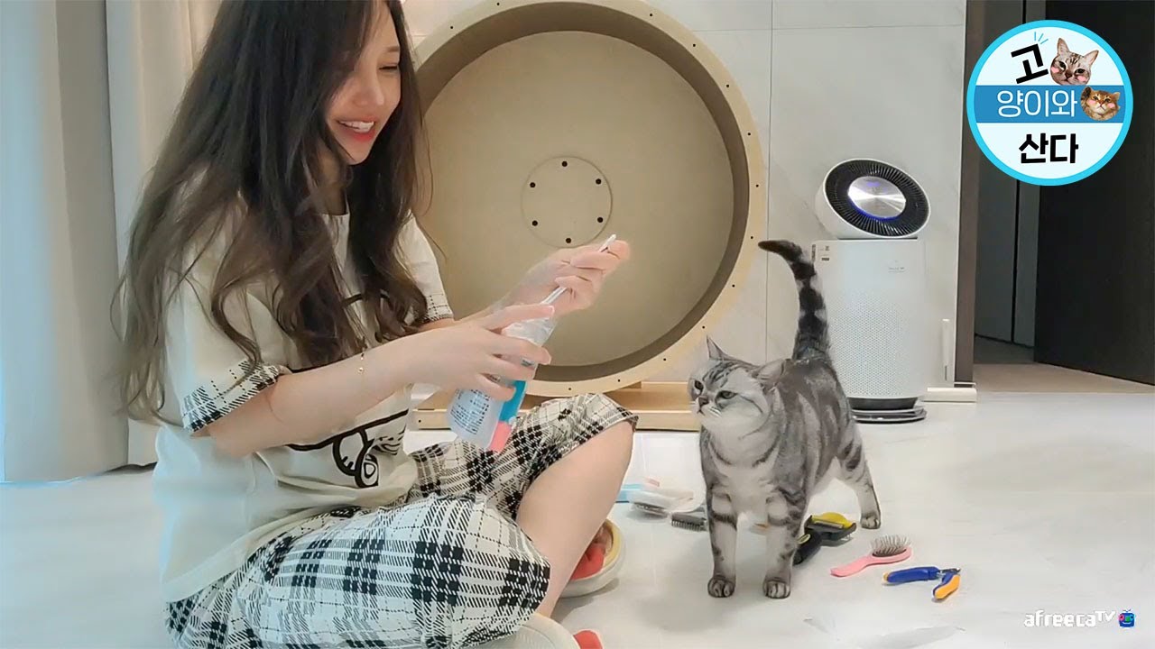고양이와 산다