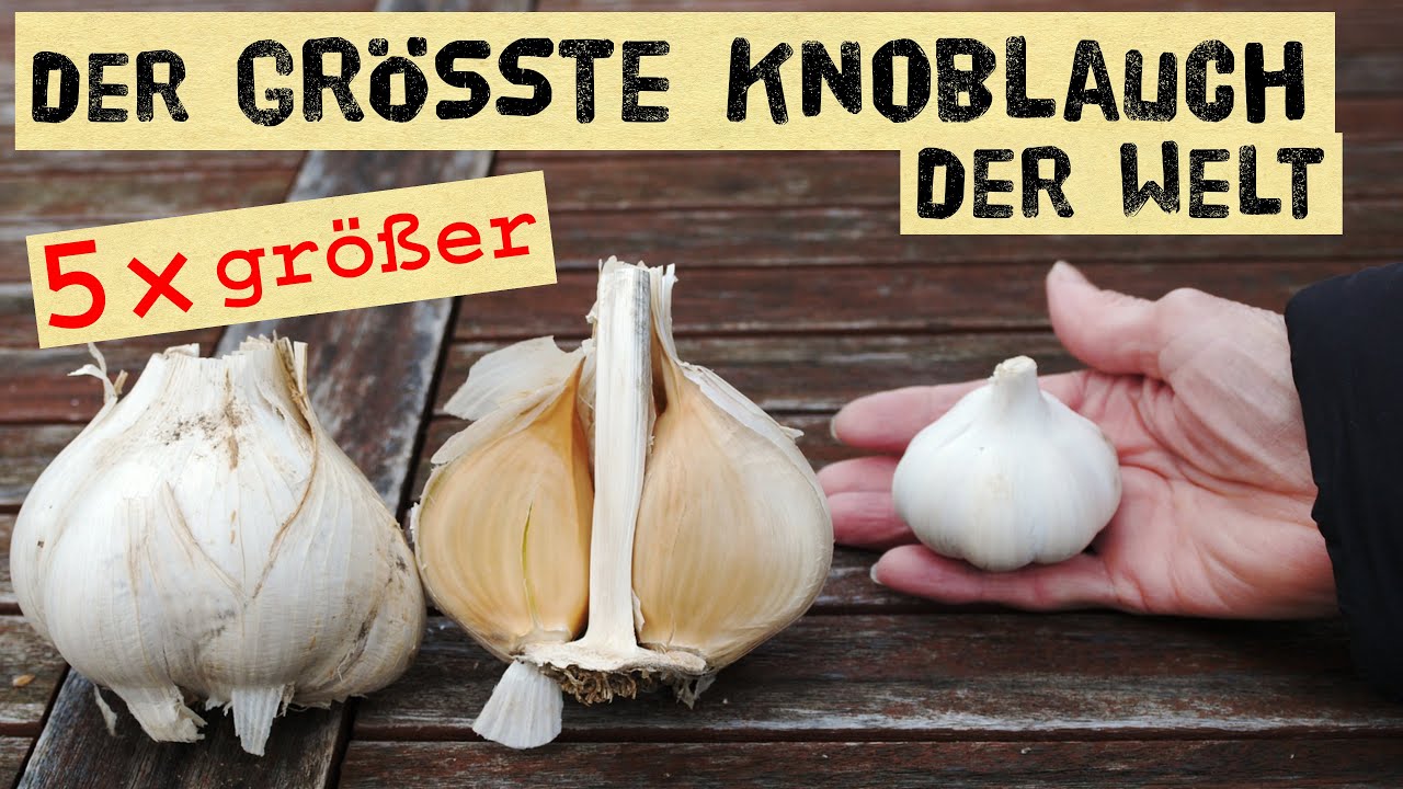 Elefantenknoblauch selber anbauen und vermehren - so schmeckt der Riesenknoblauch, größter Knoblauch