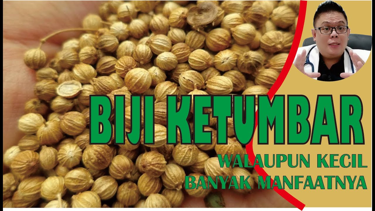 KHASIAT BIJI KETUMBAR UNTUK KESEHATAN YANG HARUS KAMU KETAHUI