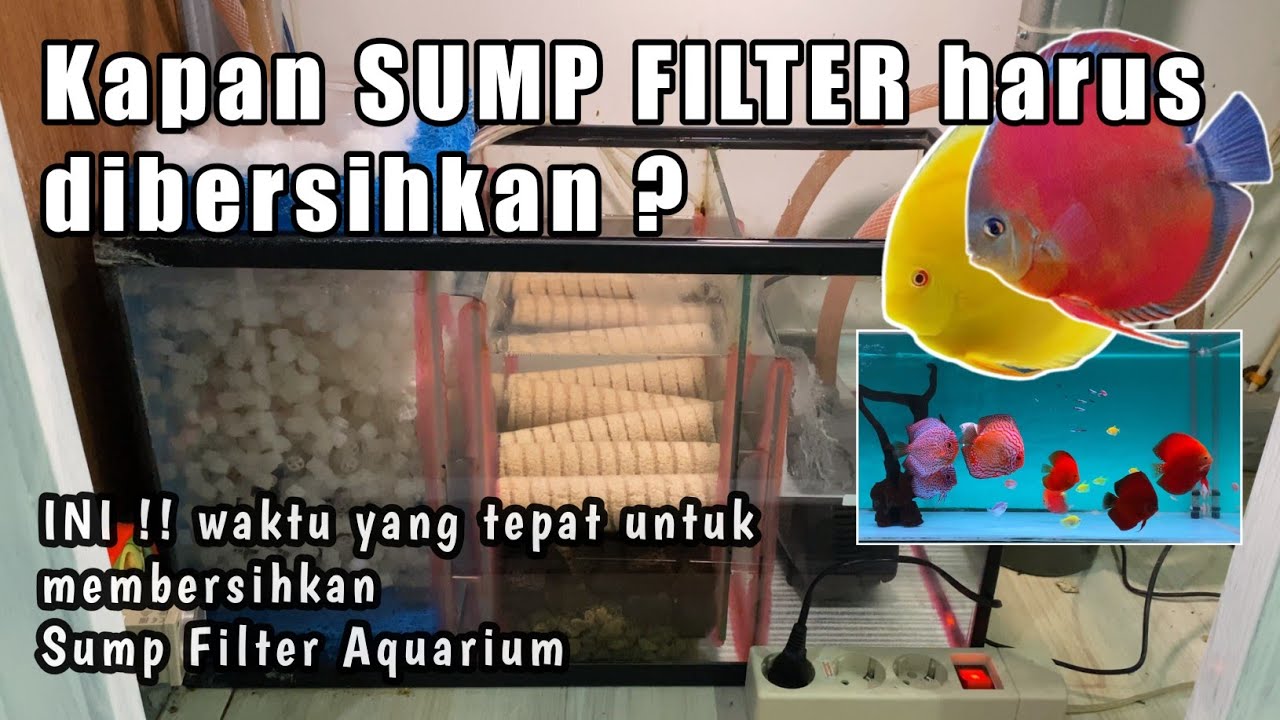 Cara merawat SUMP FILTER Aquarium ⁉️ Discus Fish